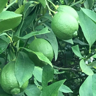 グリーンレモン　2.5キロ　(フルーツ)