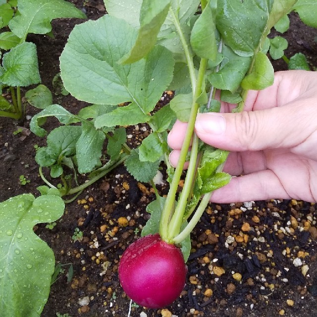 新鮮朝採り【コンパクトセット】農薬不使用野菜 食品/飲料/酒の食品(野菜)の商品写真