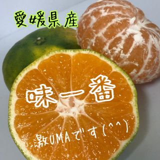 愛媛県産極早生みかん家庭用約5kg(フルーツ)