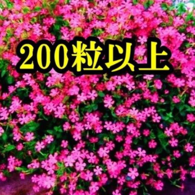 シレネ・ピンクパンサーの種　200粒以上 　今が蒔き時！　花の種 ハンドメイドのフラワー/ガーデン(その他)の商品写真