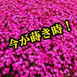 シレネ・ピンクパンサーの種　200粒以上 　今が蒔き時！　花の種(その他)