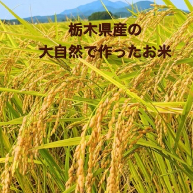 新米　コシヒカリ10Kg  白米　令和2年10月とりたて　農家直送！ 1