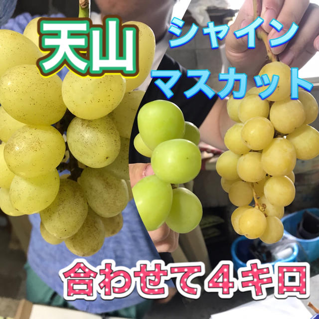 天山とシャインマスカット 4キロ 章わんぱく農園 - フルーツ