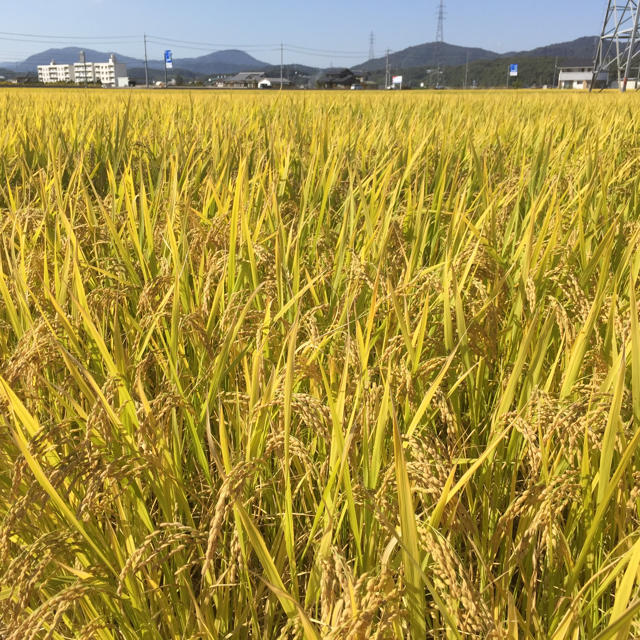 送無農薬●令和２年産●岡山産●小中米●レンゲ米●ヒノヒカリ●20kg●ひのひかり