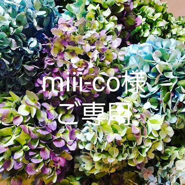 miii-co様ご専用♡秋色紫陽花ドライフラワー ハンドメイドのフラワー/ガーデン(ドライフラワー)の商品写真