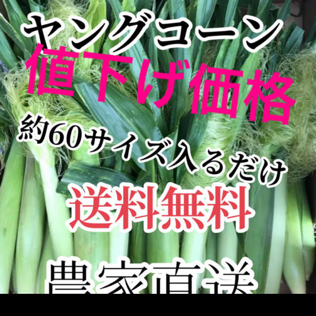 値下げセール農家直送採れたてヤングコーン約60サイズ入るだけ 食品/飲料/酒の食品(野菜)の商品写真