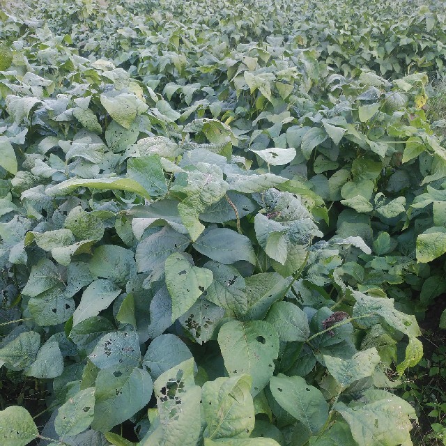 【正真正銘　産地直送】　兵庫県丹波産　無農薬　黒枝豆 食品/飲料/酒の食品(野菜)の商品写真