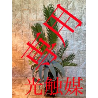 光触媒　人工観葉植物　造花　ウォールグリーン　カーリーチランジアとソテツ