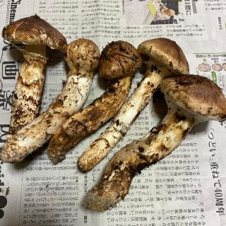 岩手県松茸(野菜)