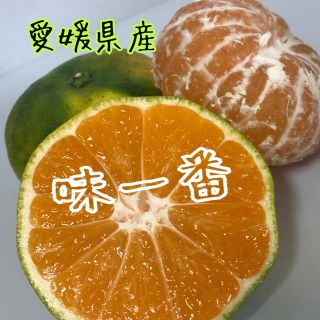 愛媛県産極早生みかん家庭用約5kg(フルーツ)