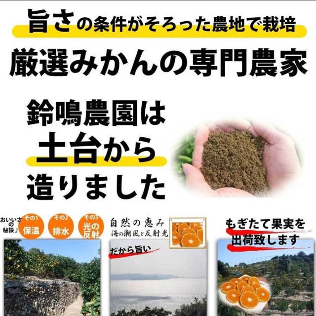 有田みかん　和歌山産 食品/飲料/酒の食品(フルーツ)の商品写真