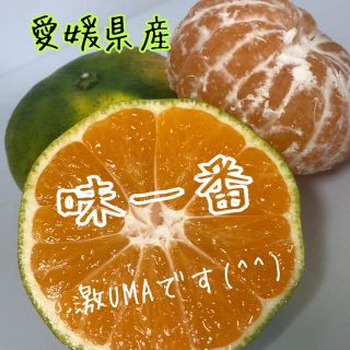 愛媛県産極早生みかん家庭用約5kg(フルーツ)