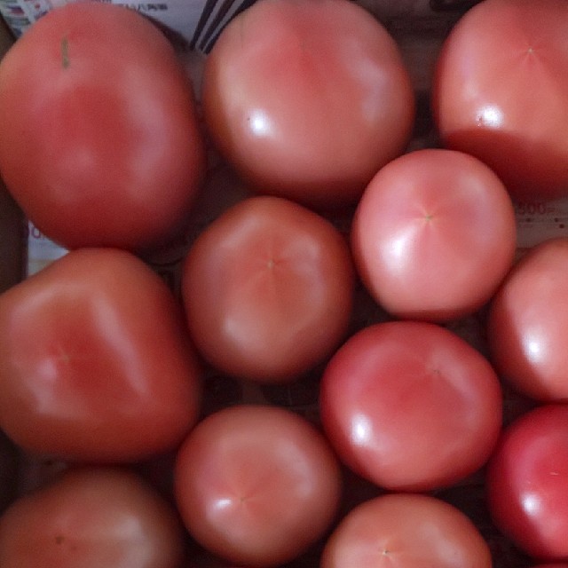 麗月トマト 食品/飲料/酒の食品(野菜)の商品写真