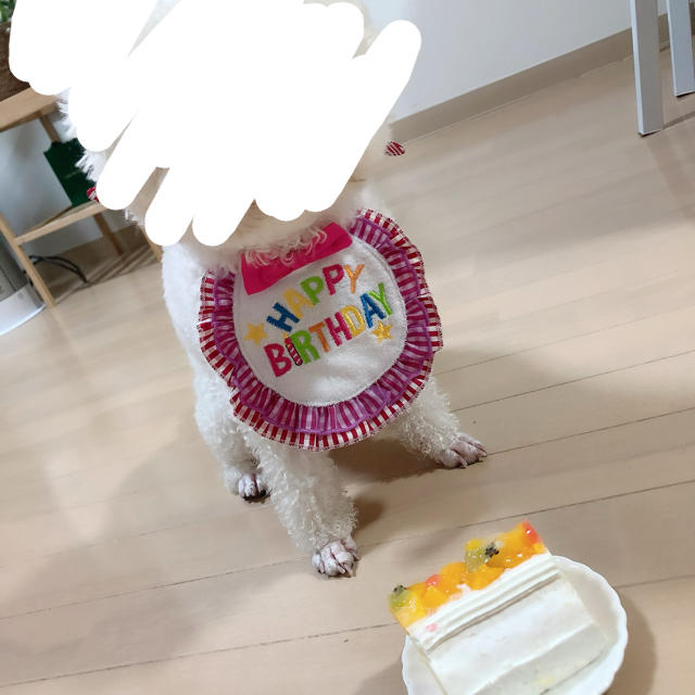 犬用 誕生日 スタイの通販 By Saorin ラクマ