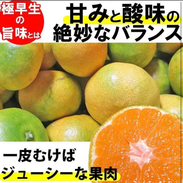 有田みかん　和歌山産 食品/飲料/酒の食品(フルーツ)の商品写真