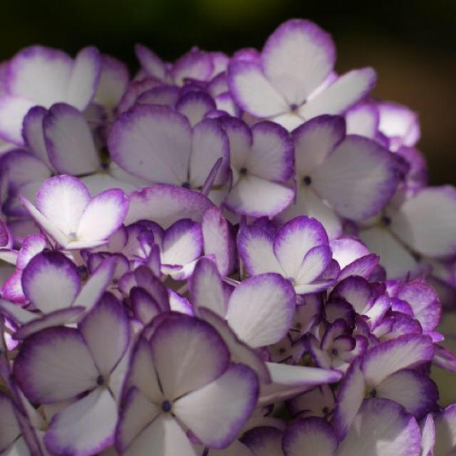 紫陽花の苗 ハンドメイドのフラワー/ガーデン(その他)の商品写真