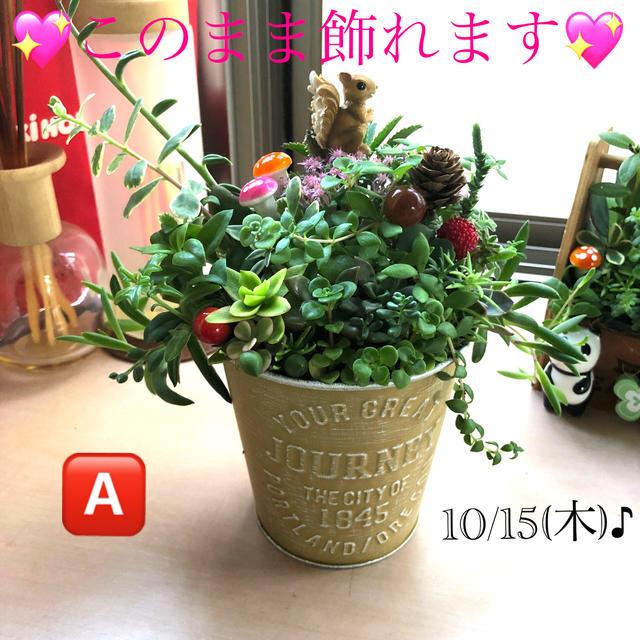 多肉植物❤︎寄せ植え❤︎山の上のりすくん🐿 ハンドメイドのフラワー/ガーデン(その他)の商品写真