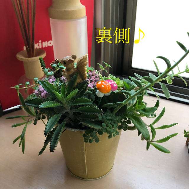 多肉植物❤︎寄せ植え❤︎山の上のりすくん🐿 ハンドメイドのフラワー/ガーデン(その他)の商品写真