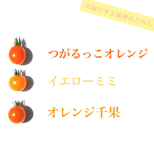 ミニトマト 1kg  [農学博士のDr.トマト] 採れたて☘️産地直送いたします 食品/飲料/酒の食品(野菜)の商品写真