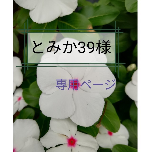 アカシア 百花