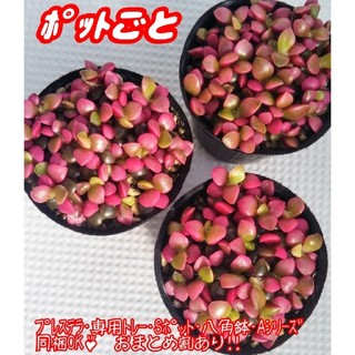【ポットごと♪】桜吹雪 多肉植物 アナカンプセロス 紅葉 プレステラ(その他)
