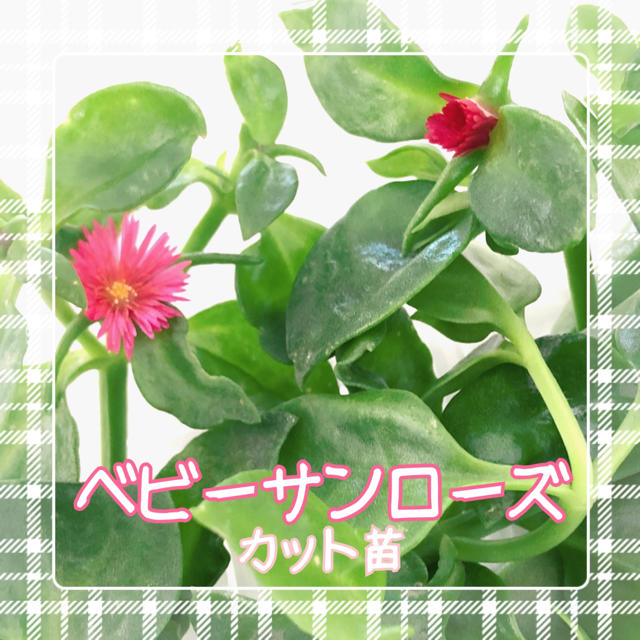 多肉植物　ベビーサンローズ　カット苗 ハンドメイドのフラワー/ガーデン(その他)の商品写真