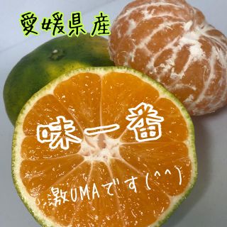 愛媛県産極早生みかん家庭用約5kg(フルーツ)