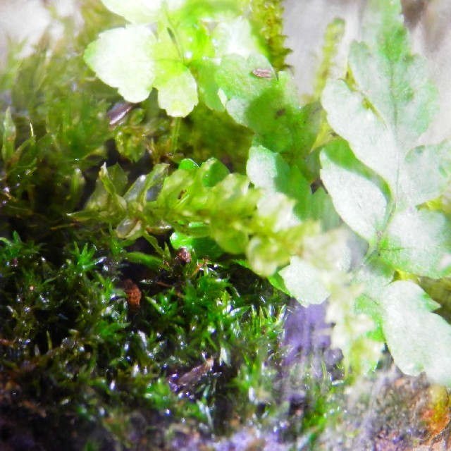 ミニボトルの苔リウム、ボトリウム ハンドメイドのフラワー/ガーデン(その他)の商品写真