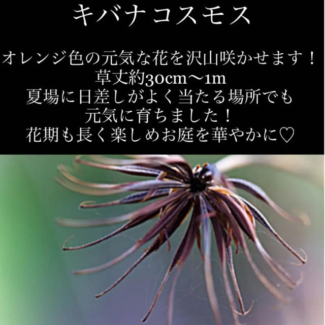 ◆キバナコスモス/黄花秋桜◆ 【オーガニック種子　100粒】 ハンドメイドのフラワー/ガーデン(その他)の商品写真