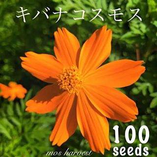 ◆キバナコスモス/黄花秋桜◆ 【オーガニック種子　100粒】(その他)