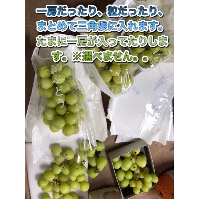 シャインマスカット3房、クイーンニーナ3房 - apply.bzu.edu.pk シャインマスカット3房、クイーンニーナ3房 - apply.bzu.edu.pk