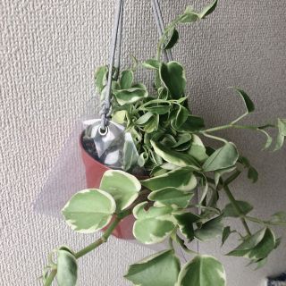 観葉植物　インテリア　植木鉢カバー　プラントハンガー　スケルトン(プランター)