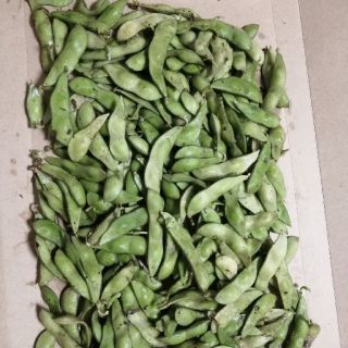 朝取り　黒枝豆　無選別　500g(野菜)