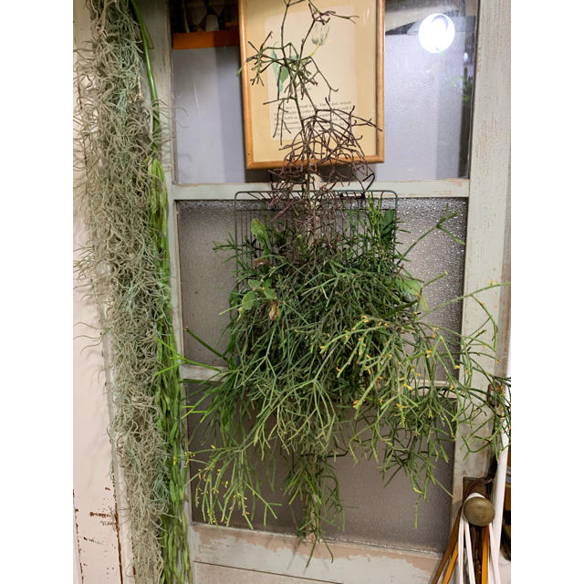 専用です。　リプサリスの寄せ植え