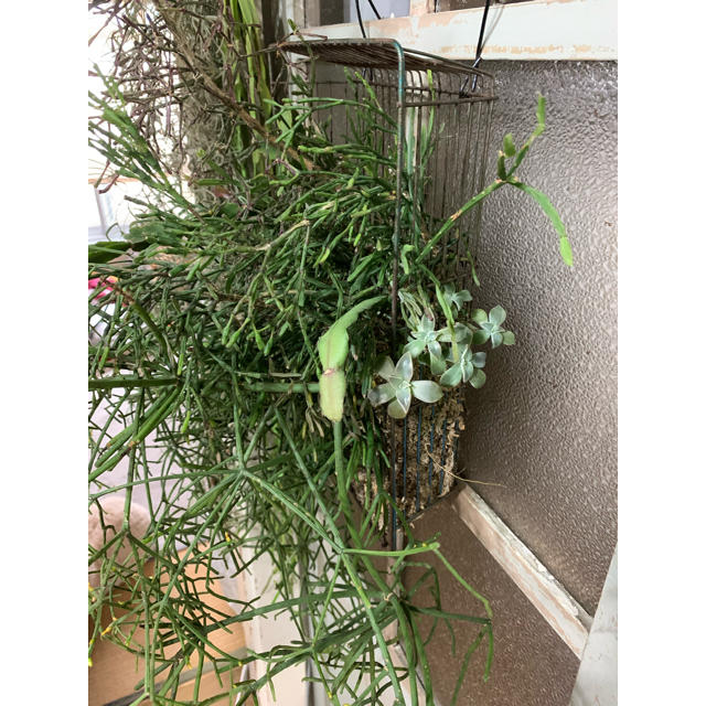 専用です リプサリスの寄せ植えの通販 By ちゃんくん S Shop ラクマ 専用です リプサリスの寄せ植えの通販 By ちゃんくん S Shop ラクマ