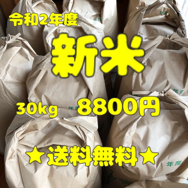 愛媛県産 新米食品/飲料/酒