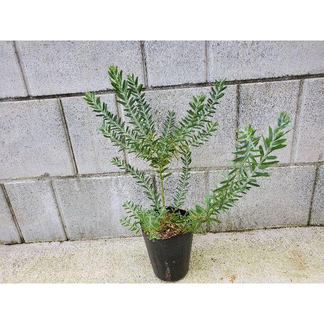 アカシアブルーブッシュ ポット苗 観葉植物 シンボルツリーに の通販 By 個性葉植物 Ruco プロフィール必読 ラクマ アカシアブルーブッシュ ポット苗 観葉植物 シンボルツリーに の通販 By 個性葉植物 Ruco プロフィール必読 ラクマ