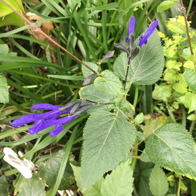 紫の花葉は良い香りのメドウセージ大苗サルビアガラニチカ株分け ハンドメイドのフラワー/ガーデン(その他)の商品写真