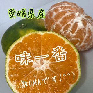 愛媛県産極早生みかん家庭用約5kg(フルーツ)