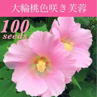 ◆可憐な桃色大輪一重咲き◆ 　芙蓉/日本芙蓉　【オーガニック種子　100粒】(その他)