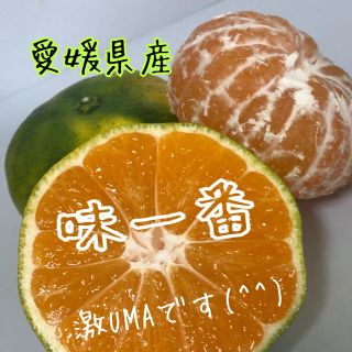 愛媛県産極早生みかん家庭用約5kg(フルーツ)