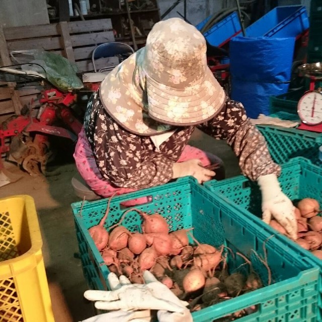 種子島産安納芋(安納こがね)５キロSサイズ 食品/飲料/酒の食品(野菜)の商品写真