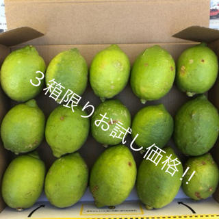 『お試し価格‼︎』山口県産レモン　1.3kg(フルーツ)