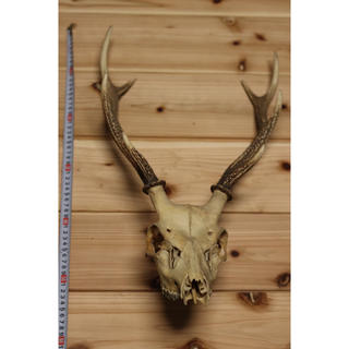 鹿の角 頭蓋骨の通販 24点 | フリマアプリ ラクマ