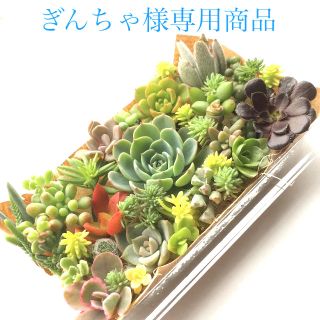 ぎんちゃ様　専用商品　多肉植物　七福神セット(その他)