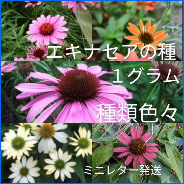 エキナセア 種類色々 種１グラム ハンドメイドのフラワー/ガーデン(その他)の商品写真