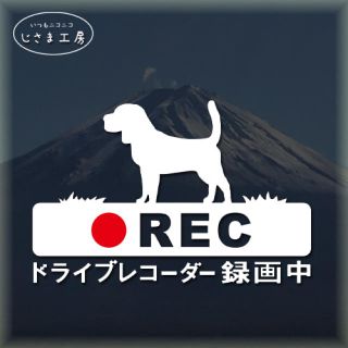 ビーグルの白色ステッカー煽り運転防止‼︎ドライブレコーダー録画中。(ステッカー)