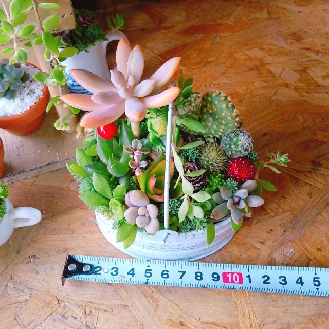 多肉植物  寄せ植え  即購入OK！ ハンドメイドのフラワー/ガーデン(その他)の商品写真