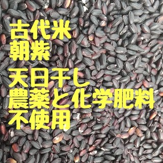 古代米朝紫(米/穀物)