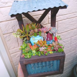 しゅく様  専用  多肉植物  寄せ植え(その他)